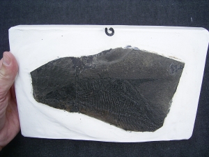 Dorypterus hoffmanni