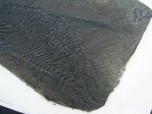 Dorypterus hoffmanni