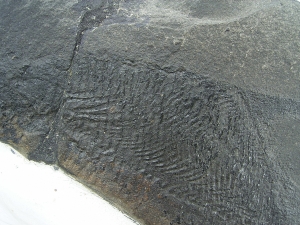 Dorypterus hoffmanni