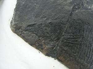 Dorypterus hoffmanni