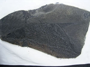 Dorypterus hoffmanni