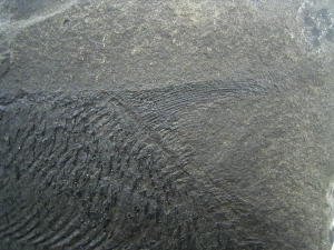 Dorypterus hoffmanni
