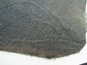 Dorypterus hoffmanni