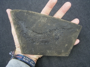 Palaeoniscum Kuperschiefer-Hering # 3