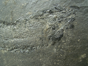 Palaeoniscum Kuperschiefer-Hering # 3