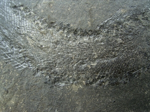 Palaeoniscum Kuperschiefer-Hering # 3