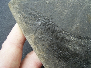 Palaeoniscum Kuperschiefer-Hering # 3