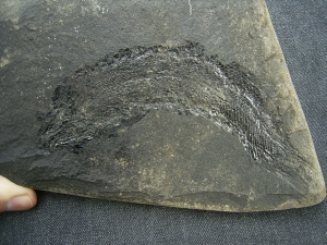 Palaeoniscum Kuperschiefer-Hering # 3