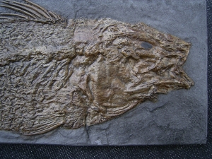 Messelbarsch Palaeoperca - Reproduktion