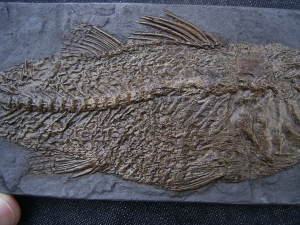 Messelbarsch Palaeoperca - Reproduktion