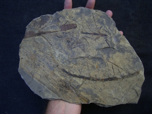 Schachtelhalme Neocalamites meriani