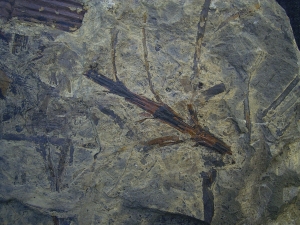 Schachtelhalme Neocalamites meriani