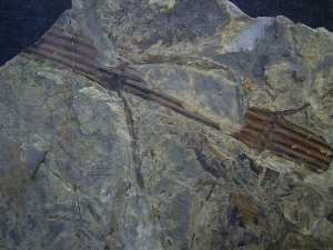 Schachtelhalme Neocalamites meriani