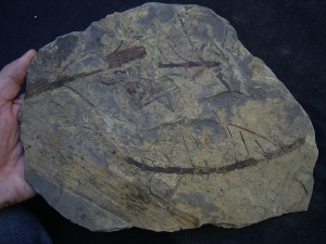 Schachtelhalme Neocalamites meriani