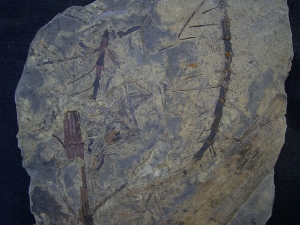 Schachtelhalme Neocalamites meriani