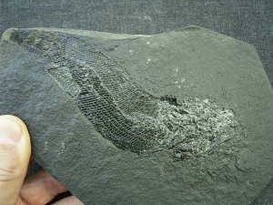 Palaeoniscum Kuperschiefer-Hering # 5