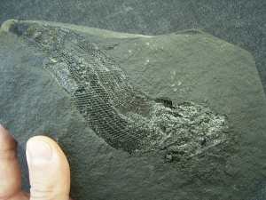 Palaeoniscum Kuperschiefer-Hering # 5