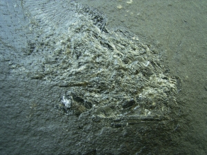 Palaeoniscum Kuperschiefer-Hering # 5