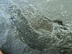 Palaeoniscum Kuperschiefer-Hering # 5