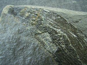 Palaeoniscum Kuperschiefer-Hering # 5