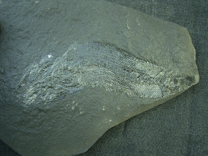 Palaeoniscum Kuperschiefer-Hering # 5