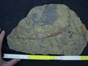 Pflanzenplatte aus dem Keuper # 2