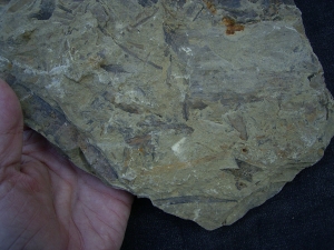 Pflanzenplatte aus dem Keuper # 2