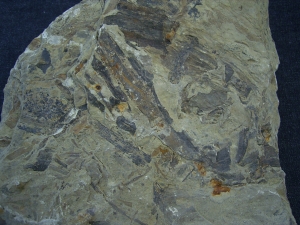 Pflanzenplatte aus dem Keuper # 2