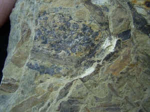 Pflanzenplatte aus dem Keuper # 2