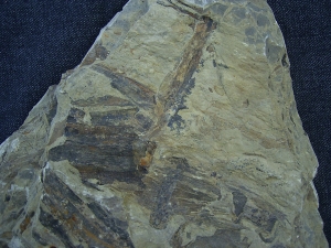 Pflanzenplatte aus dem Keuper # 2