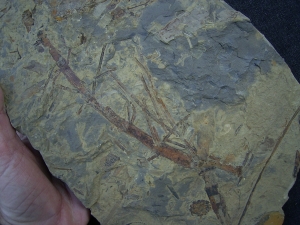 Pflanzenplatte aus dem Keuper # 2