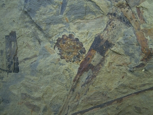 Pflanzenplatte aus dem Keuper # 2