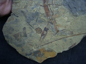 Pflanzenplatte aus dem Keuper # 2