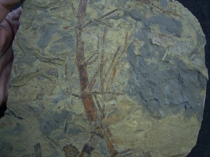 Pflanzenplatte aus dem Keuper # 2