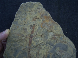 Pflanzenplatte aus dem Keuper # 2