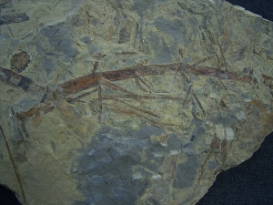 Pflanzenplatte aus dem Keuper # 2