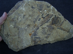 Pflanzenplatte aus dem Keuper # 2