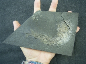 Palaeoniscum Kuperschiefer-Hering # 6