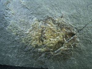 Palaeoniscum Kuperschiefer-Hering # 6