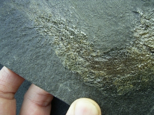 Palaeoniscum Kuperschiefer-Hering # 6