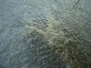 Palaeoniscum Kuperschiefer-Hering # 6