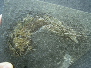 Palaeoniscum Kuperschiefer-Hering # 6