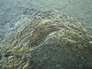 Palaeoniscum Kuperschiefer-Hering # 6