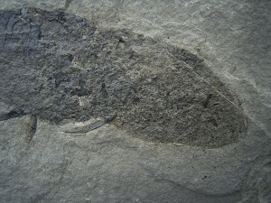 Diplacanthus, Stachel-Hai