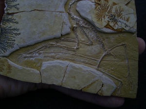 Flugsaurier - Pterodactylus - Reproduktion
