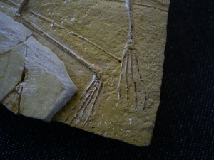 Flugsaurier - Pterodactylus - Reproduktion