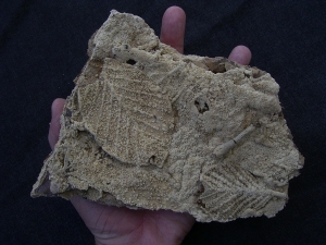 Versinterte Blätter