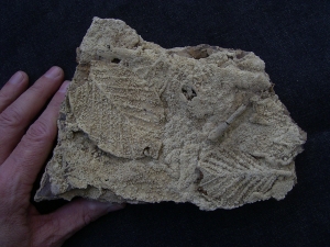 Versinterte Blätter