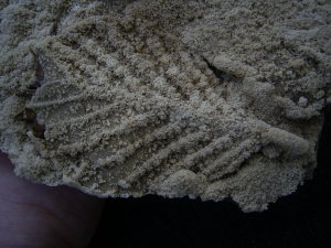 Versinterte Blätter