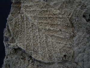 Versinterte Blätter